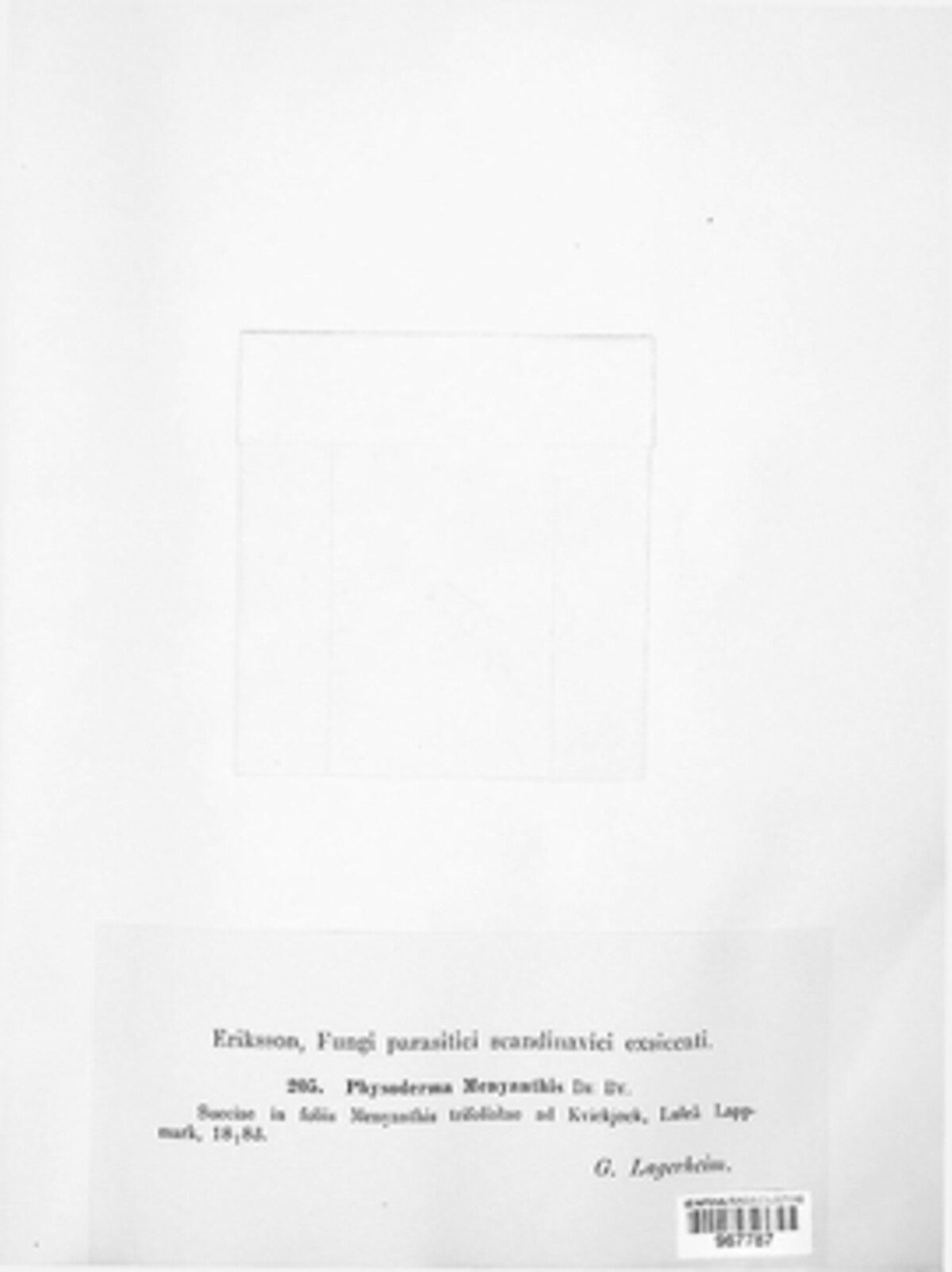 Cladochytrium menyanthis image